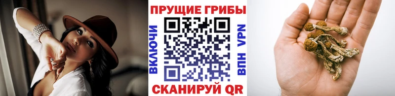 Псилоцибиновые грибы прущие грибы  где можно купить наркотик  Грязи 